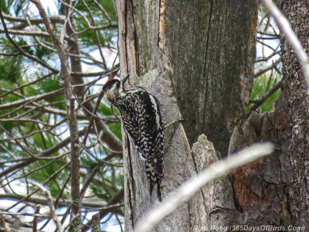 Y3-M04-Yellow-Bellied-Sapsucker-04