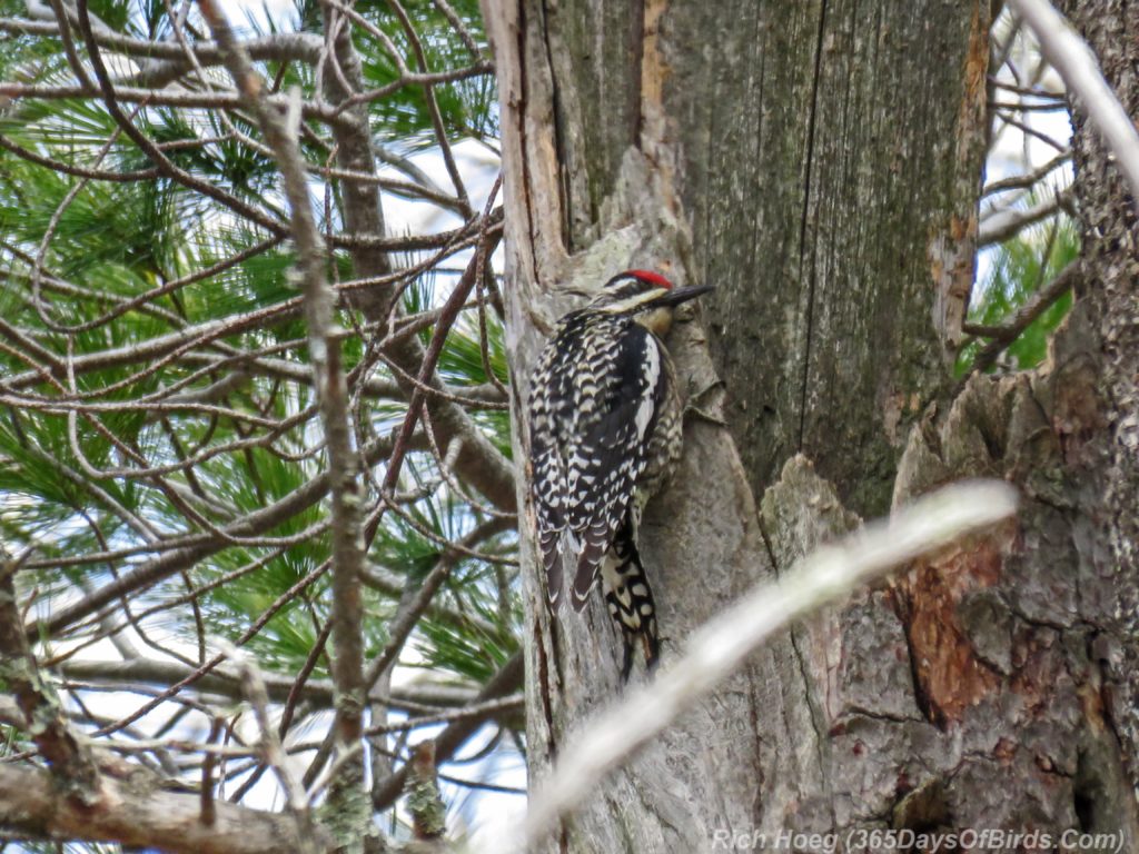 Y3-M04-Yellow-Bellied-Sapsucker-10-Listening