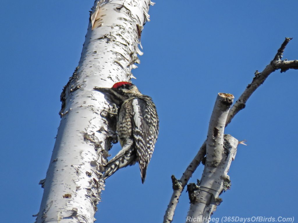 Y3-M04-Yellow-Bellied-Sapsucker-11-Listening