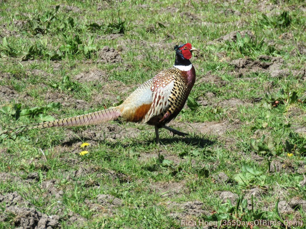 1 Pheasant Drake 1_wm