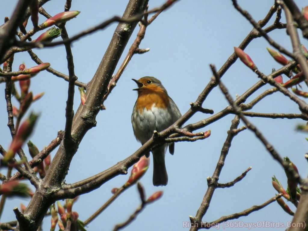 Caladonian-Rust-Throated-Canary_wm