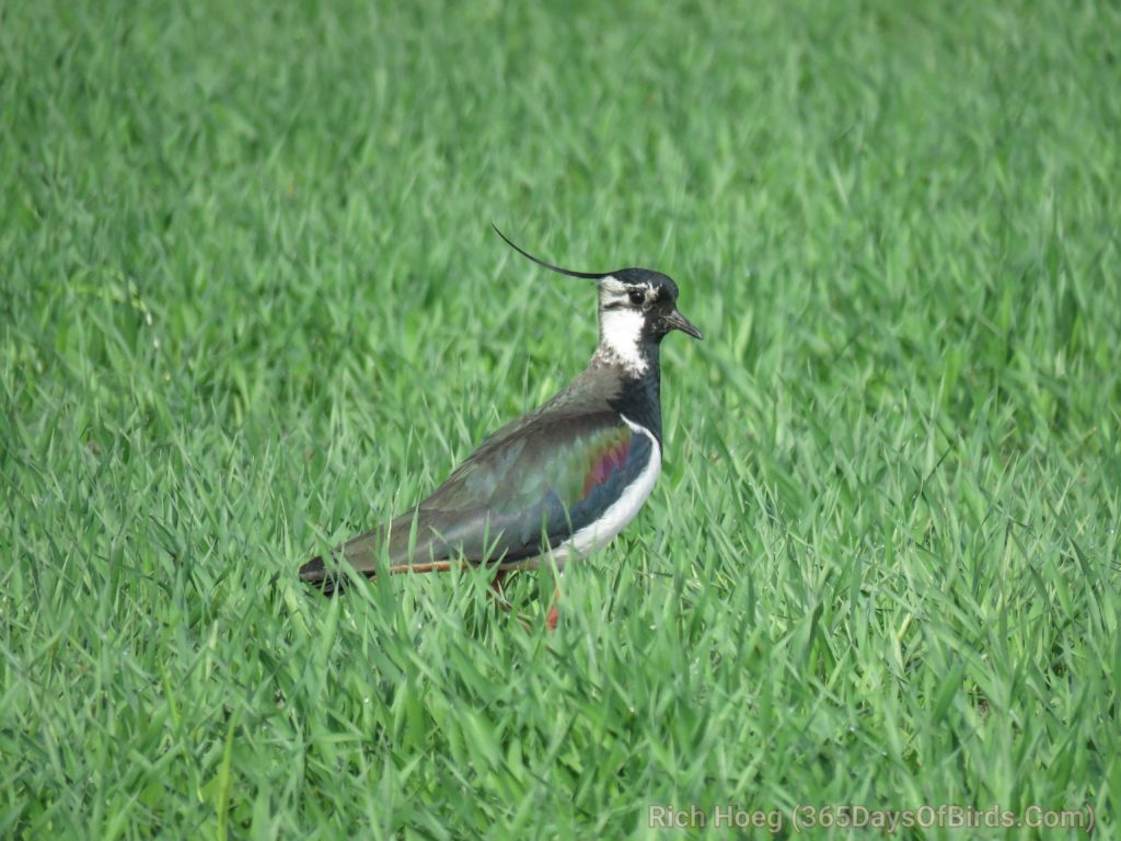 Caledonian-Crested-Quail_wm