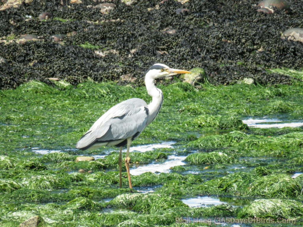 Great-Blue-Striped-Heron_wm