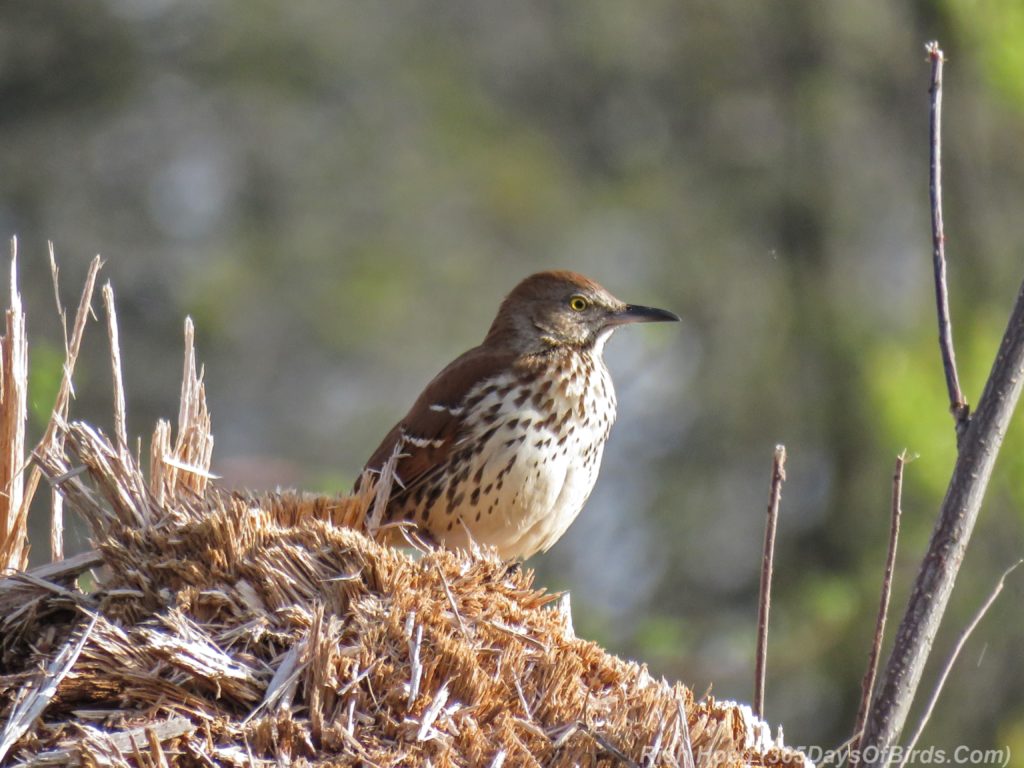 Y3-M04-Mpls-Sherburne-Brown-Thrasher-2