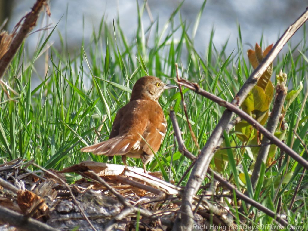 Y3-M04-Mpls-Sherburne-Brown-Thrasher-3