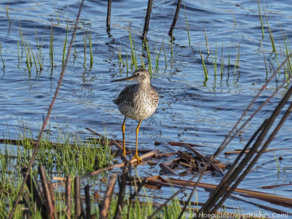 Y3-M04-Mpls-Sherburne-Solitary-Sandpiper-1