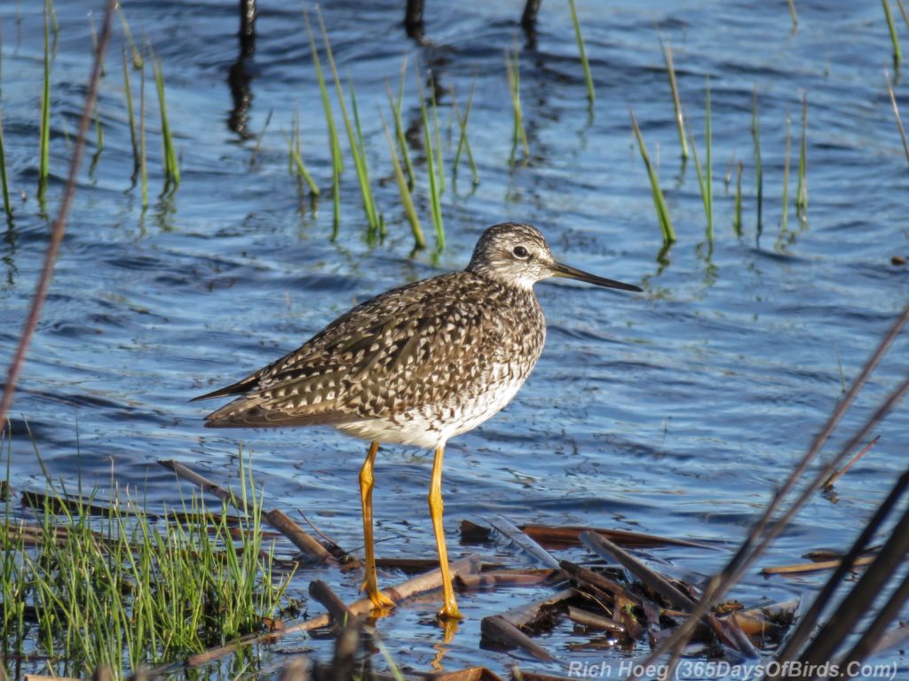 Y3-M04-Mpls-Sherburne-Solitary-Sandpiper-2