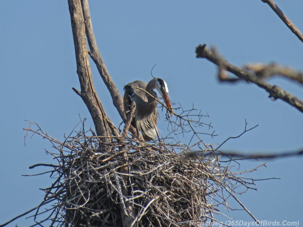 Y3-M05-Canosia-Wildlife-Preserve-Great-Blue-Heron-Nest-Building-1