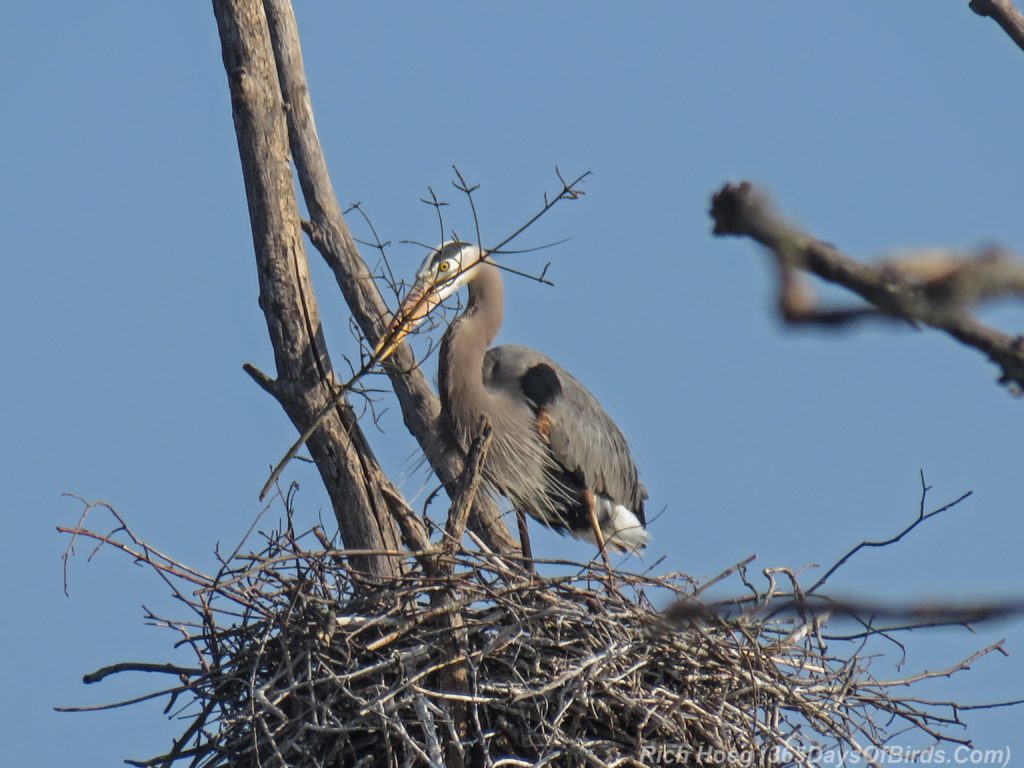 Y3-M05-Canosia-Wildlife-Preserve-Great-Blue-Heron-Nest-Building-2b