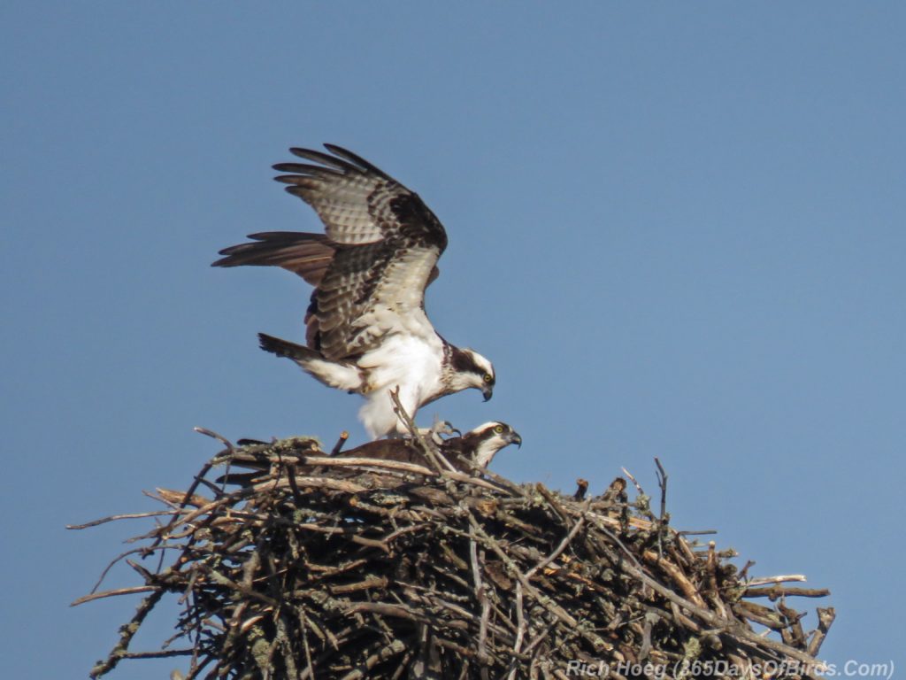 Y3-M05-Canosia-Wildlife-Preserve-Osprey-Mating-1