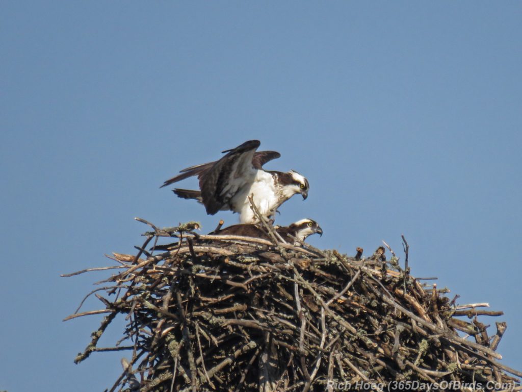 Y3-M05-Canosia-Wildlife-Preserve-Osprey-Mating-3