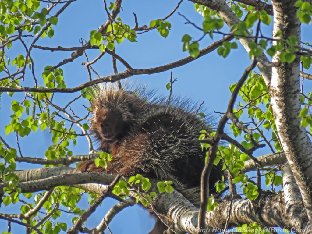 Y3-M05-Canosia-Wildlife-Preserve-Porcupine-2