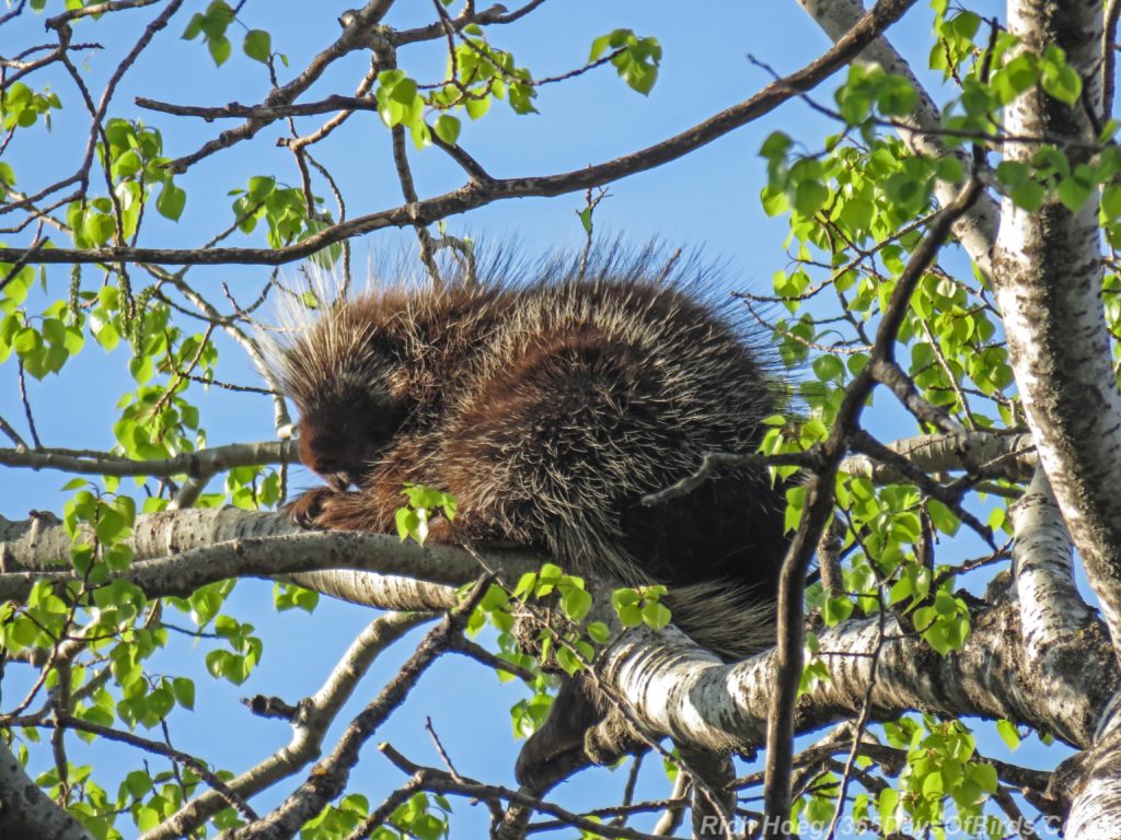 Y3-M05-Canosia-Wildlife-Preserve-Porcupine-4