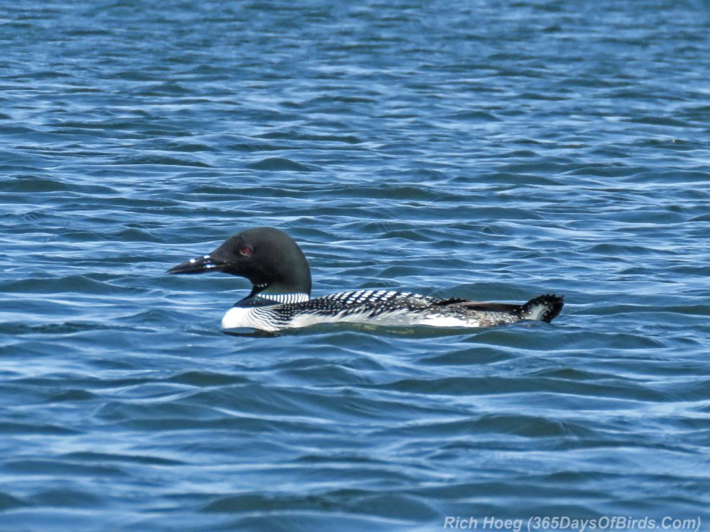 Y3-M05-Northstar-Lake-Common-Loon