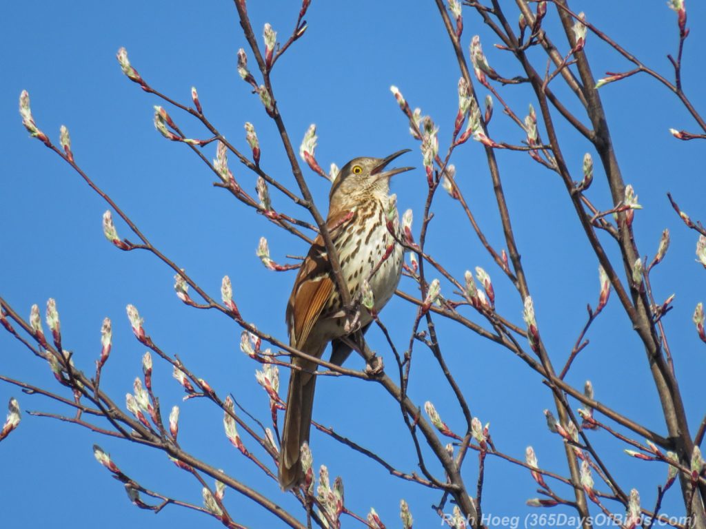 Y3-M05-Western-Waterfront-Brown-Thrasher-1