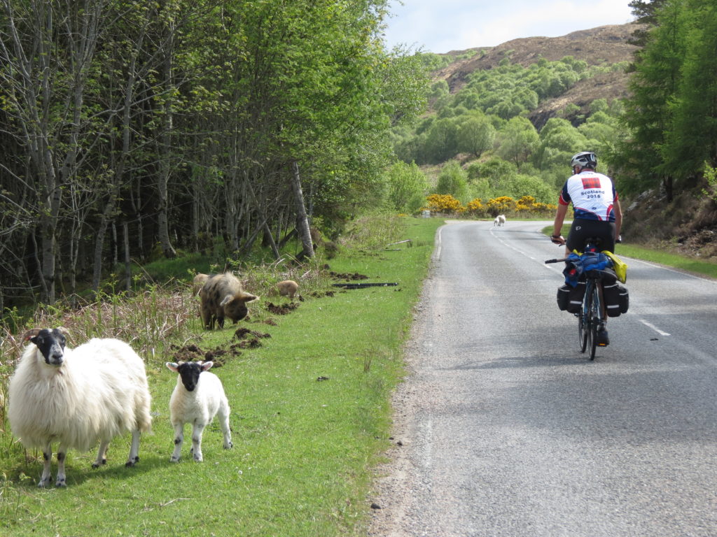 d13-mountain-sheep-road-rich