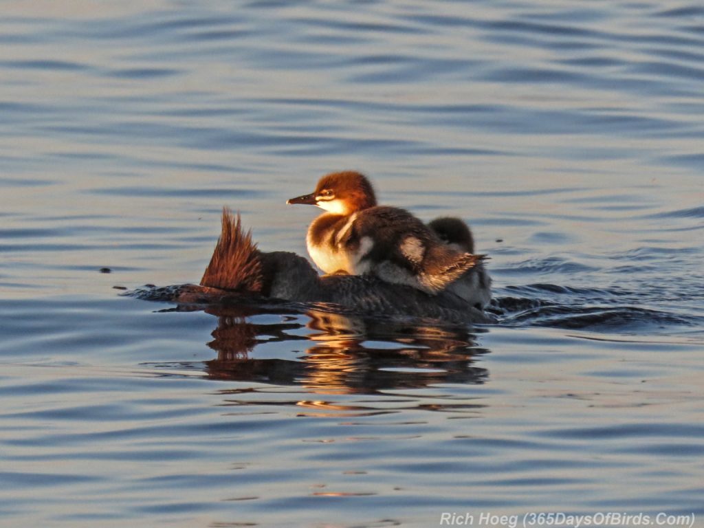 Lester-River-Sunrise-Common-Merganser-Family-1