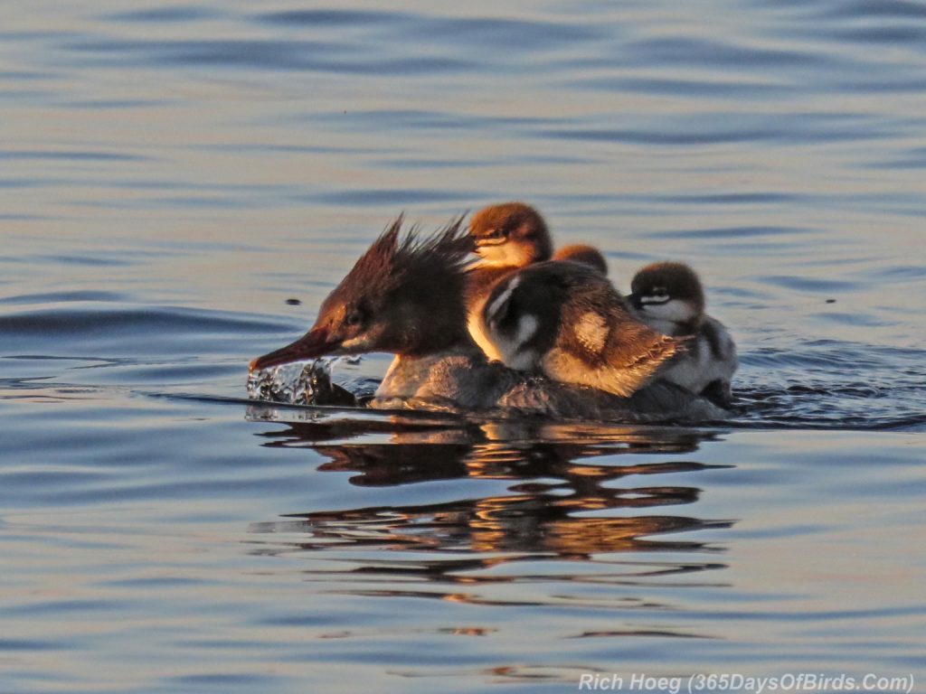 Lester-River-Sunrise-Common-Merganser-Family-2