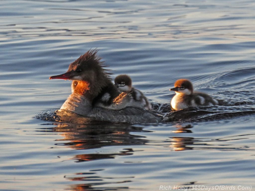 Lester-River-Sunrise-Common-Merganser-Family-3