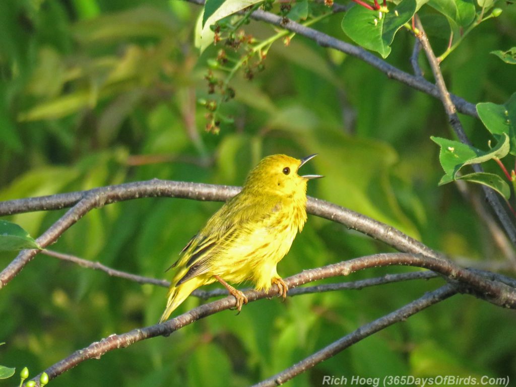 Lester-River-Sunrise-Yellow-Warbler