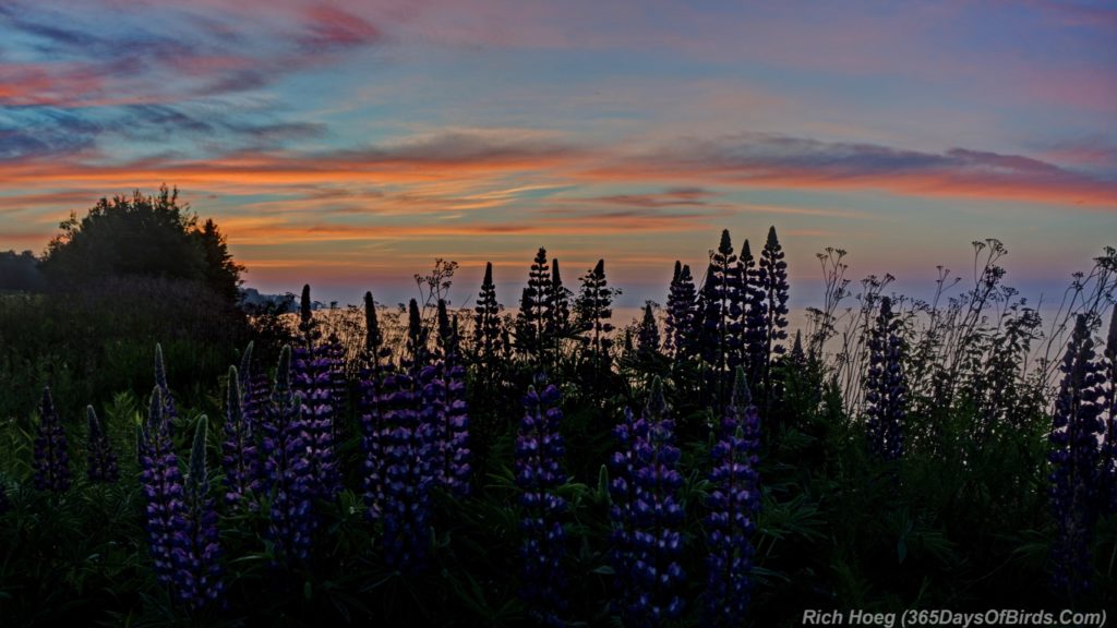 Lupine-Sunrise-1-HDR-Panorama