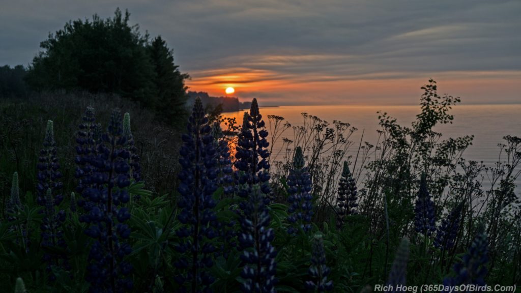 Lupine-Sunrise-2b-HDR-Panorama