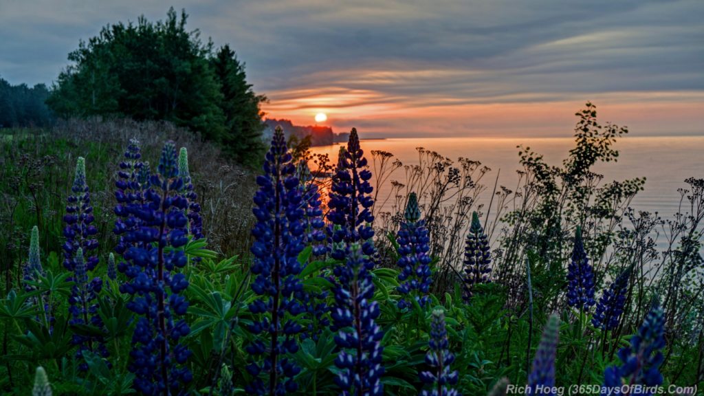 Lupine-Sunrise-2c-HDR-Panorama