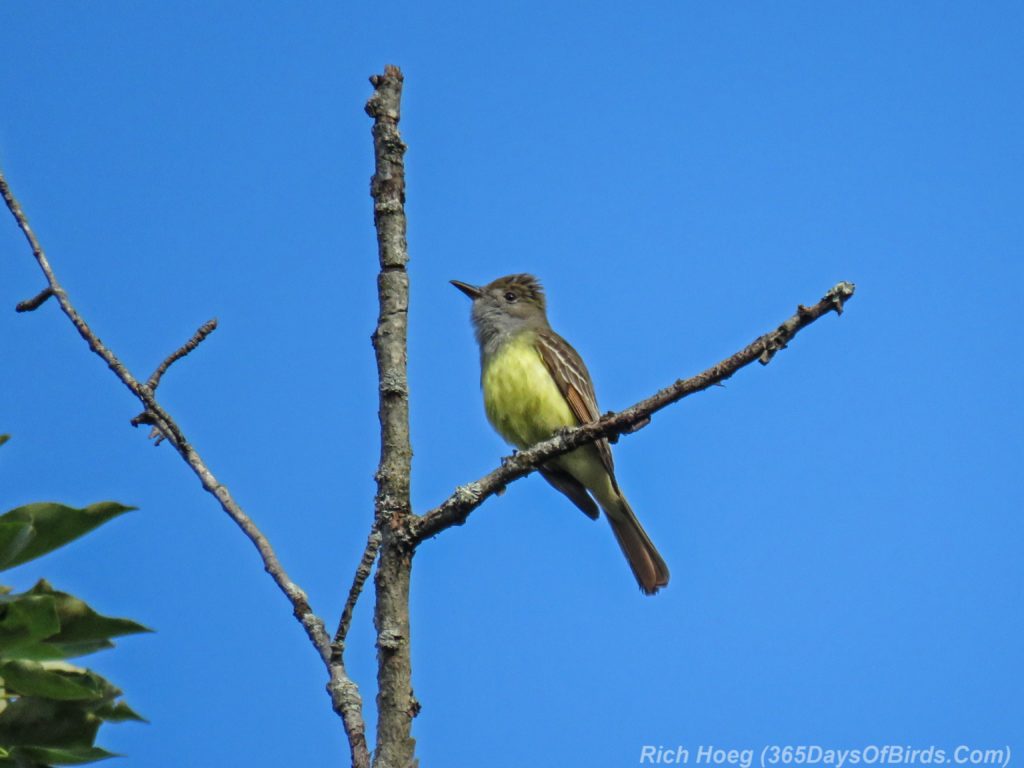 Y3-M06-Amity-Great-Crested-Flycatcher-1