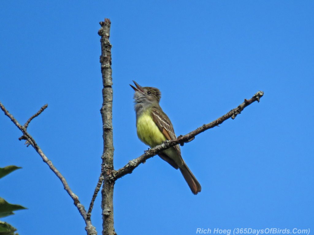 Y3-M06-Amity-Great-Crested-Flycatcher-2