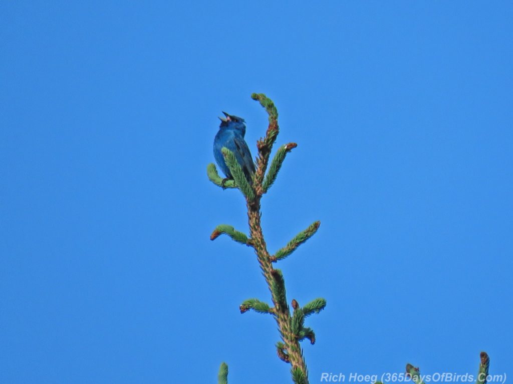 Y3-M06-Amity-Indigo-Bunting-2