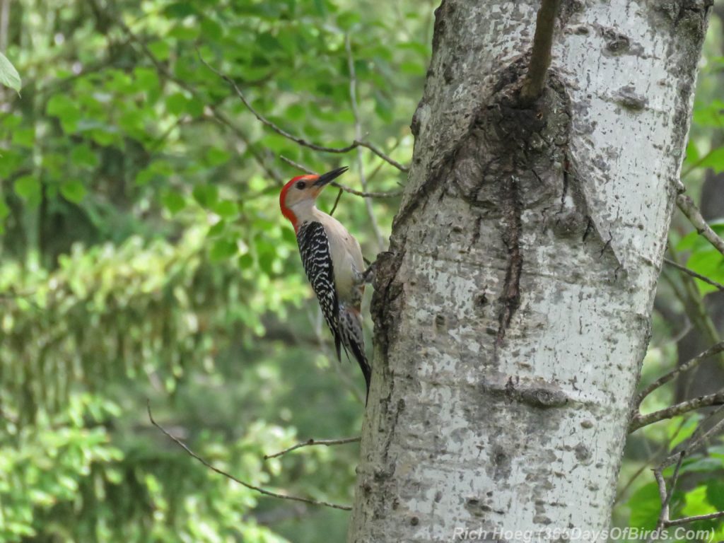 Y3-M06-Amity-Red-Bellied-Woodpecker-1