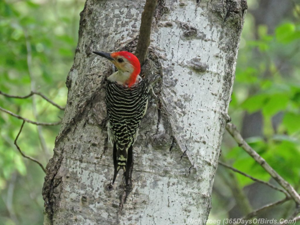 Y3-M06-Amity-Red-Bellied-Woodpecker-2