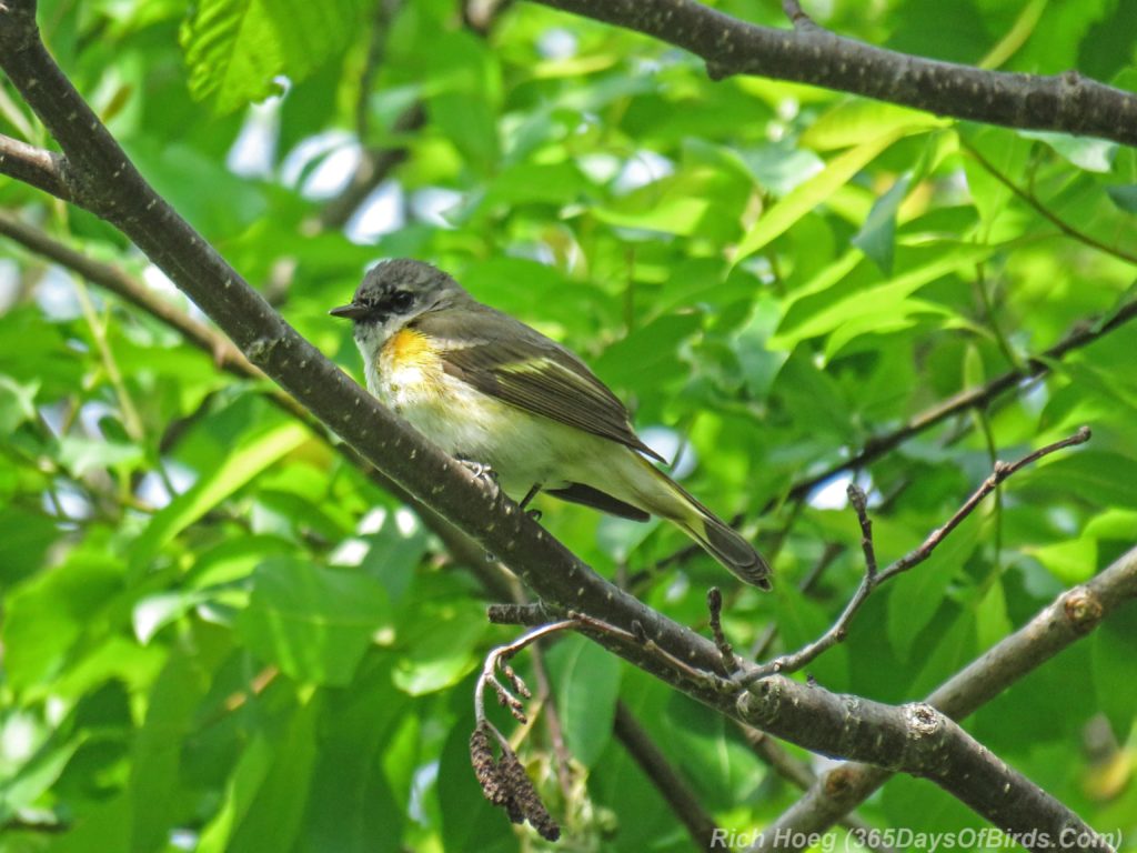 Y3-M06-Hartley-Nature-Center-American-Redstart-Female-1