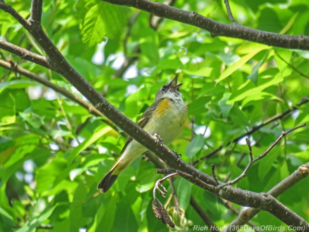 Y3-M06-Hartley-Nature-Center-American-Redstart-Female-2