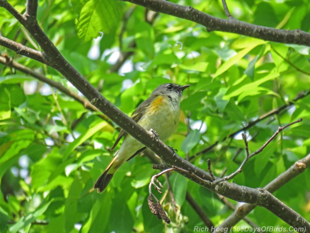 Y3-M06-Hartley-Nature-Center-American-Redstart-Female-3