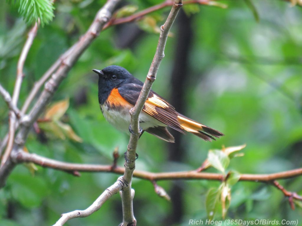 Y3-M06-Hartley-Nature-Center-American-Redstart-Male