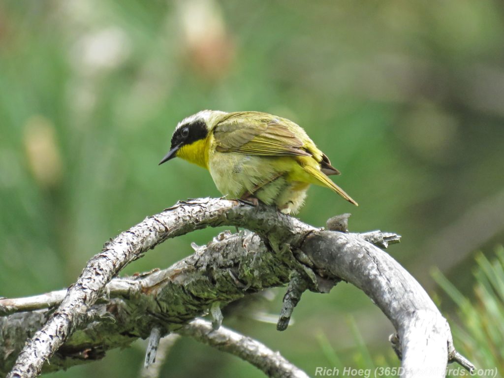 Y3-M06-Hartley-Nature-Center-Common-Yellowthroat-1