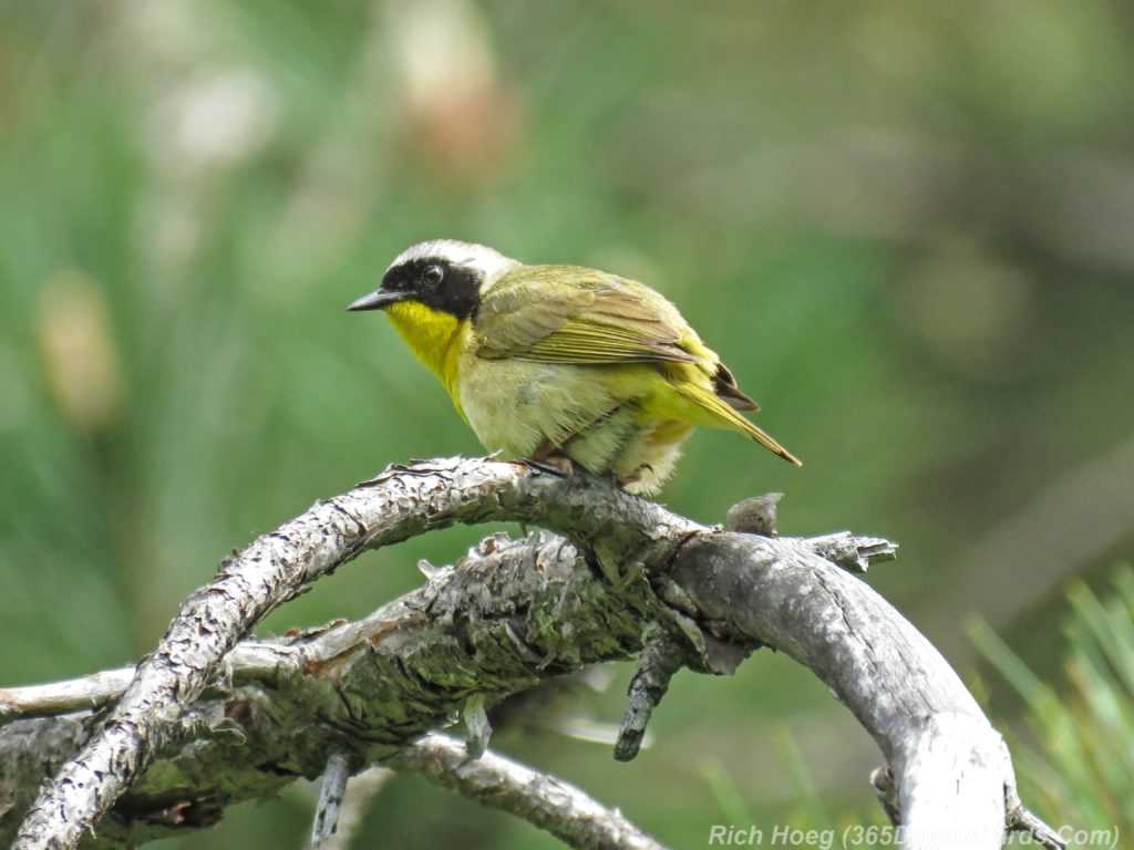 Y3-M06-Hartley-Nature-Center-Common-Yellowthroat-2