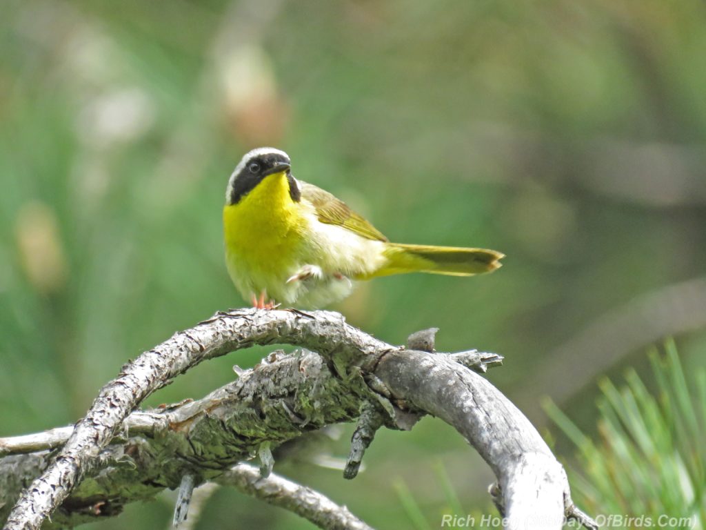 Y3-M06-Hartley-Nature-Center-Common-Yellowthroat-3