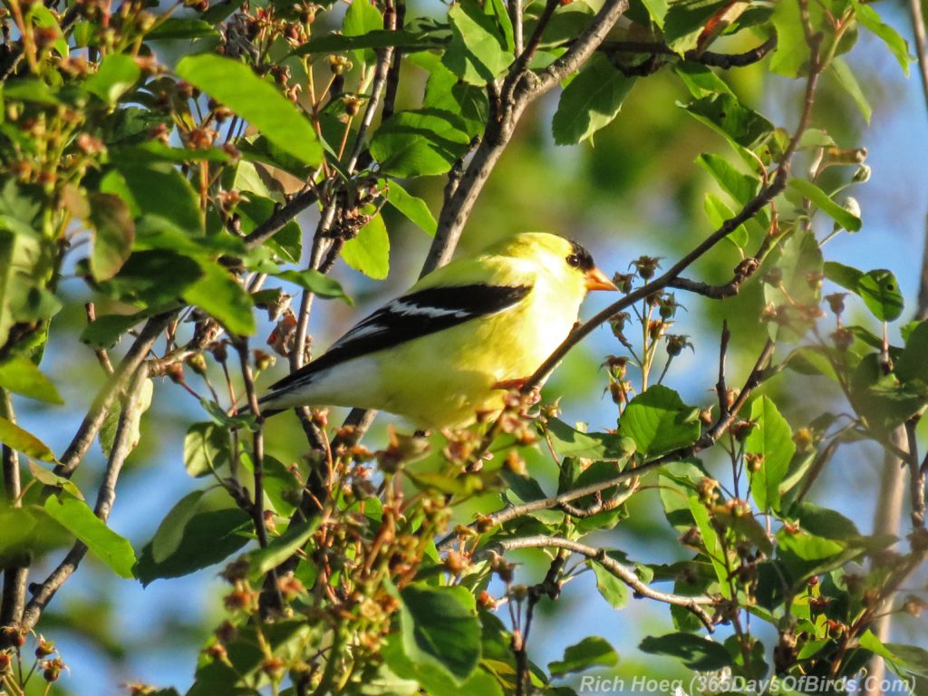 Y3-M06-Hawk-Ridge-American-Goldfinch