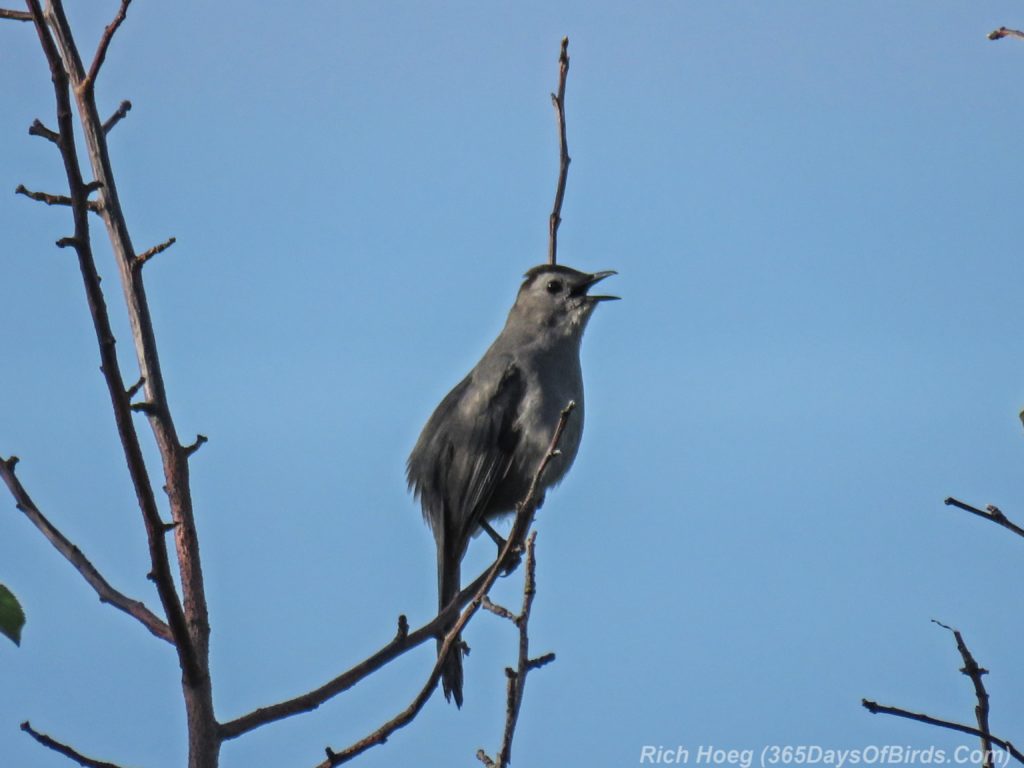 Y3-M06-Hawk-Ridge-Catbird-1