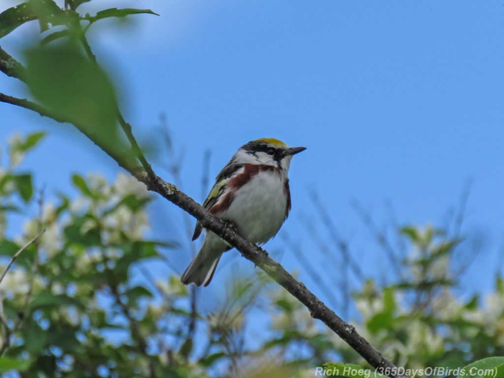 Y3-M06-Hawk-Ridge-Chestnut-Sided-Warbler-1