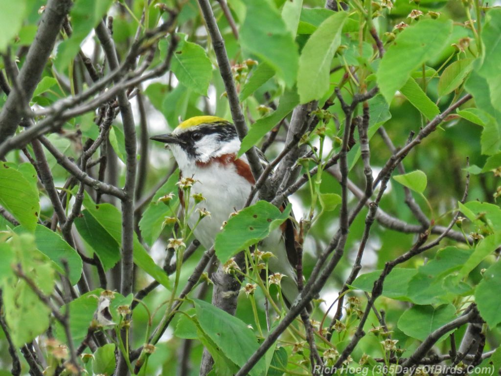 Y3-M06-Hawk-Ridge-Chestnut-Sided-Warbler-2