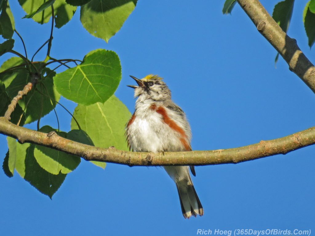 Y3-M06-Hawk-Ridge-Chestnut-Sided-Warbler-5-Singing