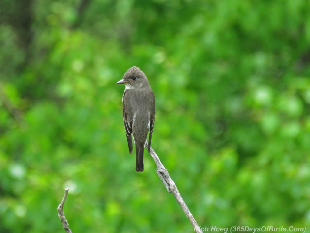 Y3-M06-Hawk-Ridge-Olive-Sided-Flycatcher