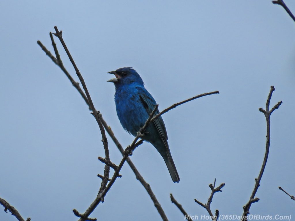 Y3-M06-Hawk-Ridge-Indigo-Bunting-1-Singing