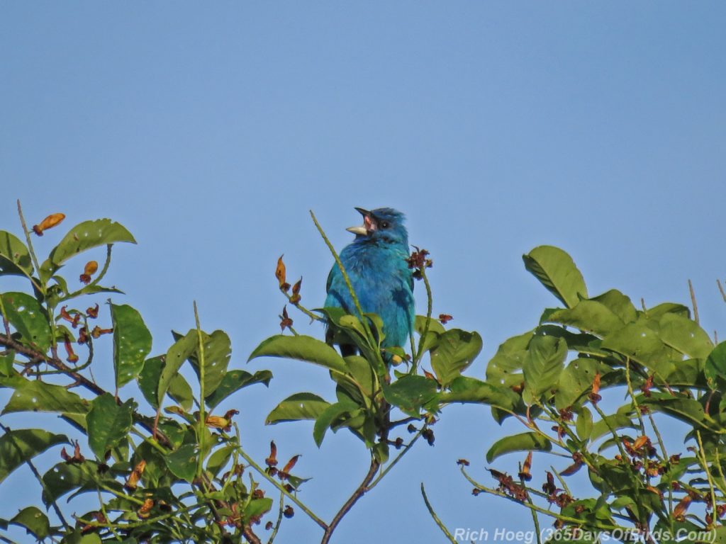 Y3-M06-Hawk-Ridge-Indigo-Bunting-1-iBird