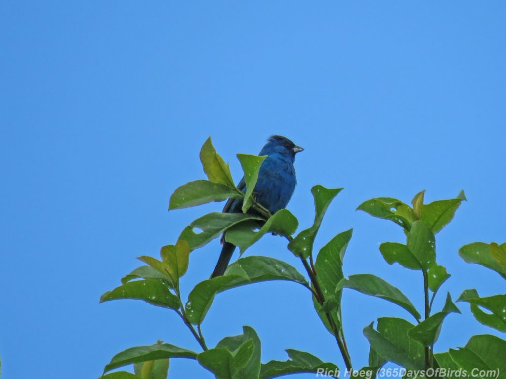 Y3-M06-Hawk-Ridge-Indigo-Bunting-2