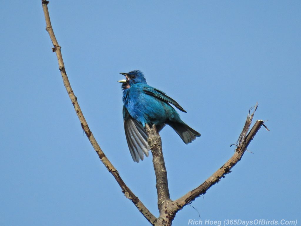 Y3-M06-Hawk-Ridge-Indigo-Bunting-3-iBird