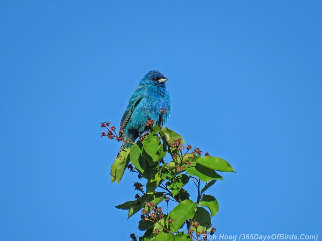 Y3-M06-Hawk-Ridge-Indigo-Bunting-Blue-on-Blue